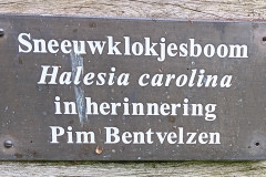 11.-herinneringsboom-voor-Pim-Bentvelzen